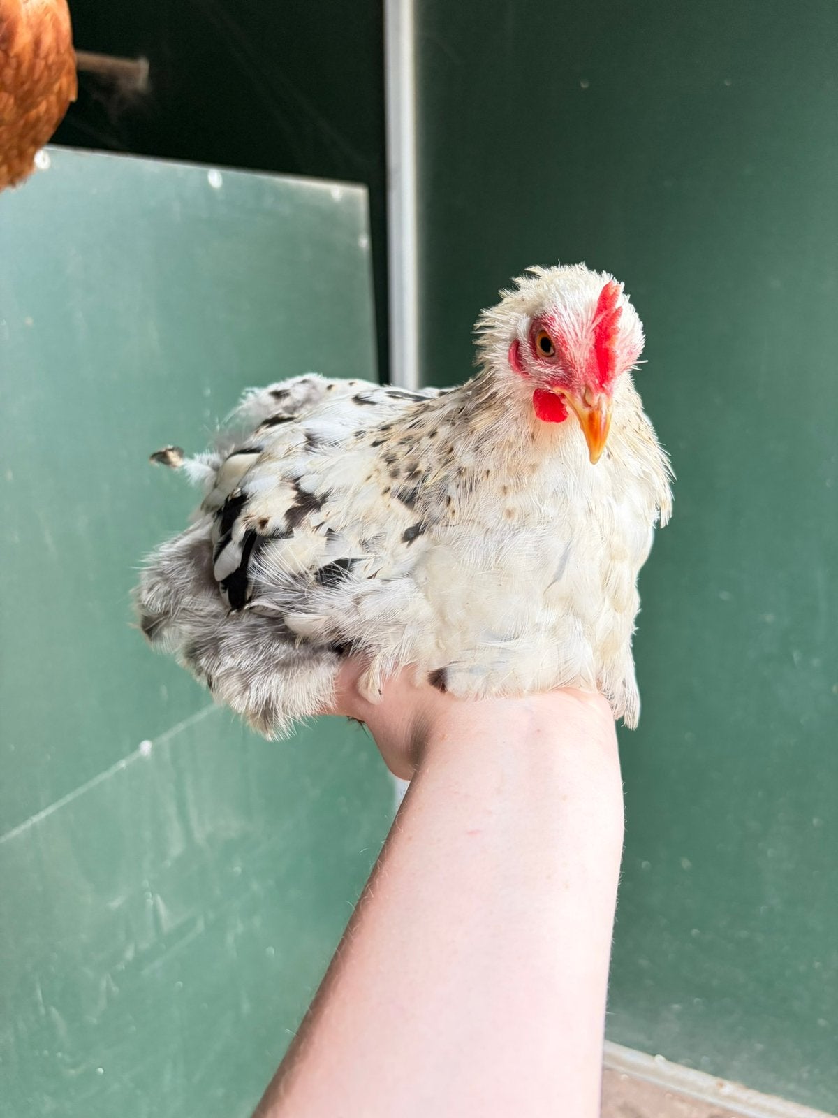 Yuki, tam cochin kriel kuiken, Mannelijk, Kip