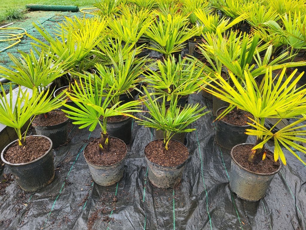 mooie palmbomen, diverse maten, Tuin en Terras, Ophalen, Vaste plant, Overige soorten, Volle zon