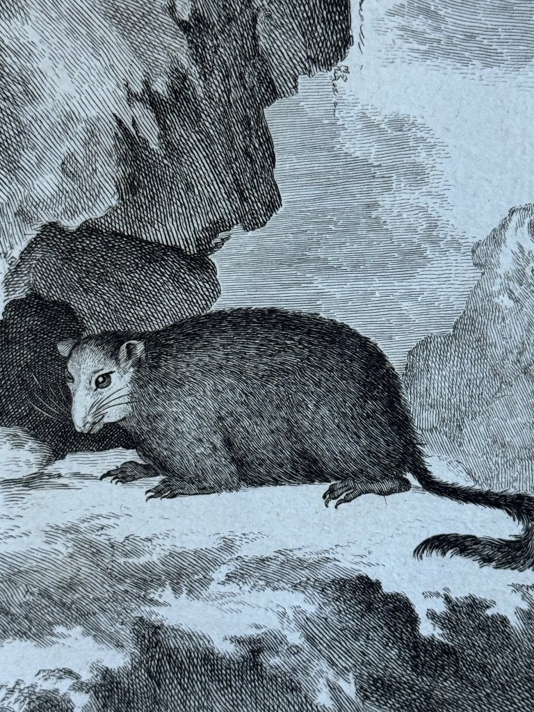 1770 - Groundhog - Marmot - Monax ets - P0744, Antiek en Kunst, Kunst | Etsen en Gravures, Ophalen of Verzenden, Ets, 1700 - 1799