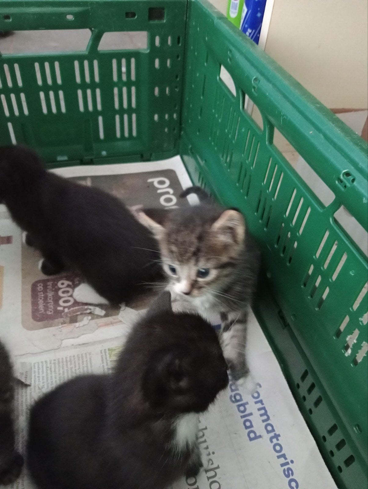 kitten, Dieren en Toebehoren