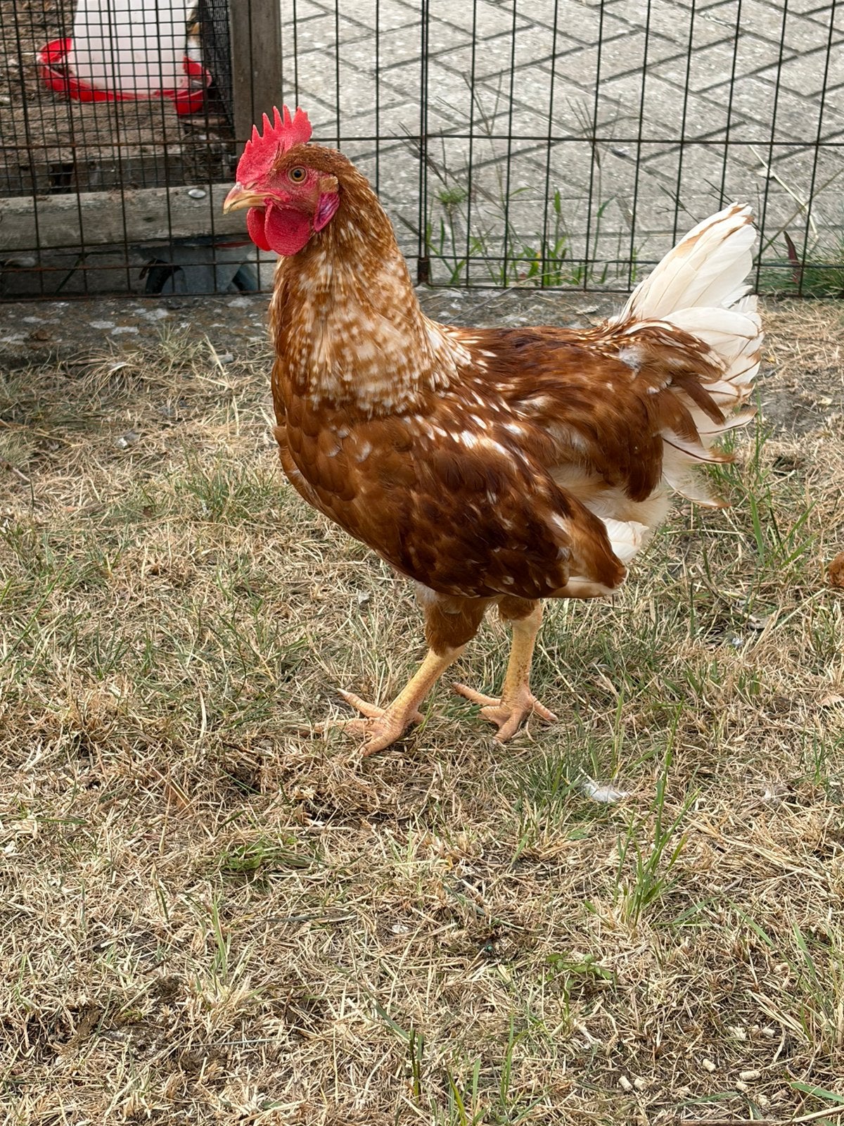 Isa brown haan, Dieren en Toebehoren, Pluimvee, Mannelijk, Kip