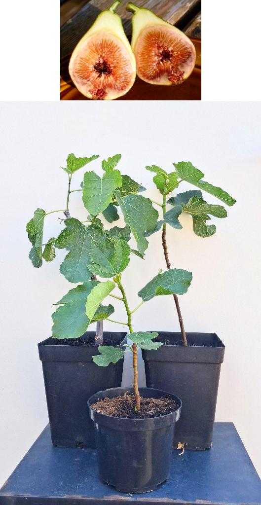 3 Ficus Carica Bornholm Diamant -Vijgenboompjes, Minder dan 100 cm, Lente, Volle zon, In pot