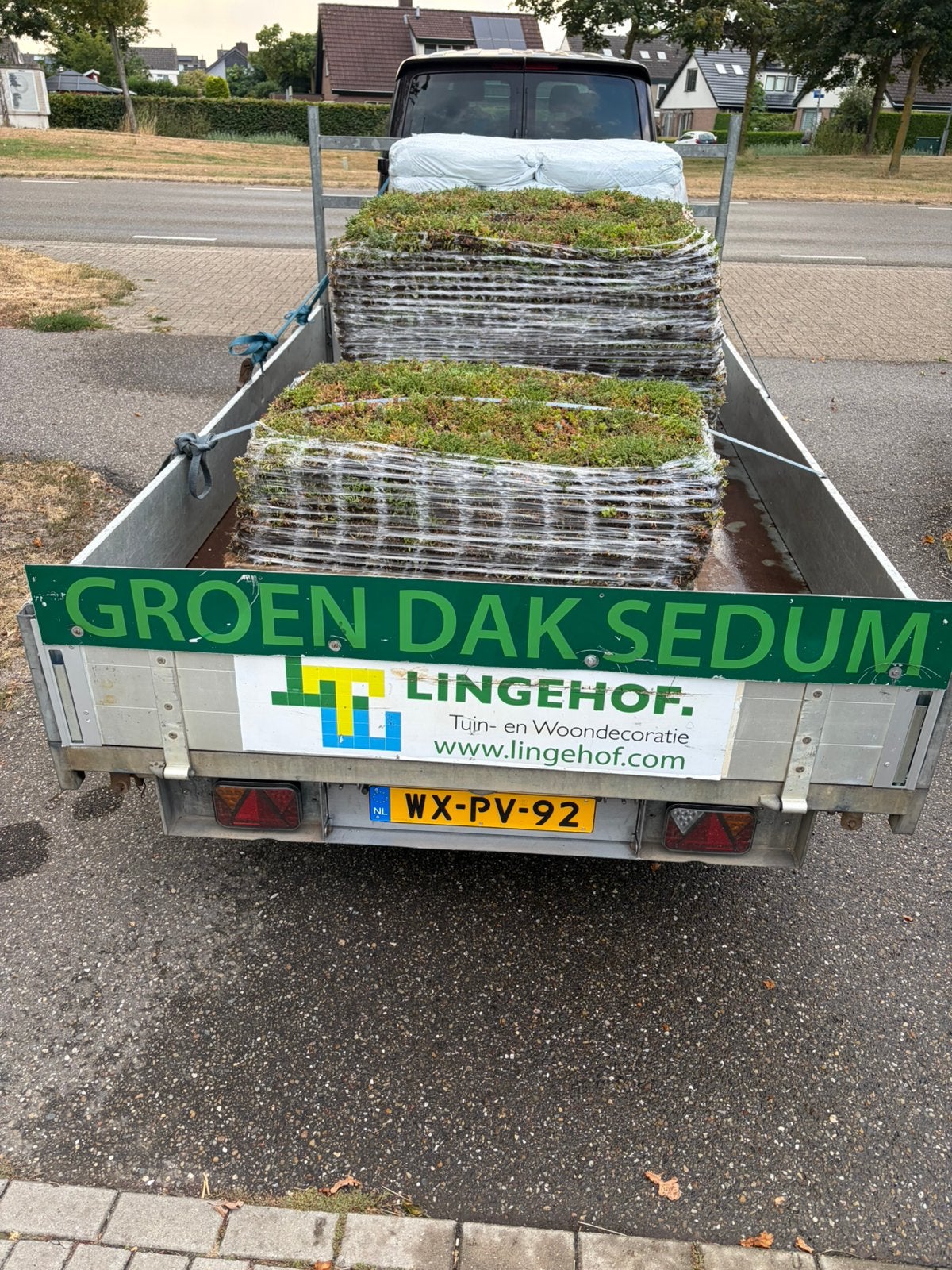 Sedum groendak matten of kant klaar cassettes, Ophalen of Verzenden, Volle zon