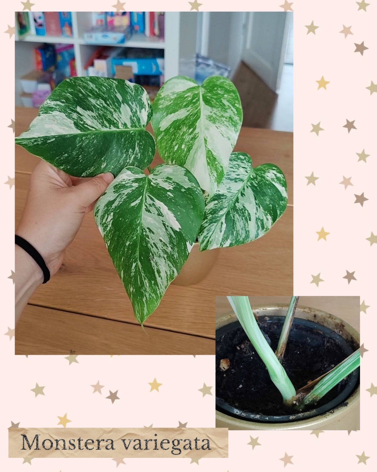Monstera variegata, Ophalen, Halfschaduw, Minder dan 100 cm