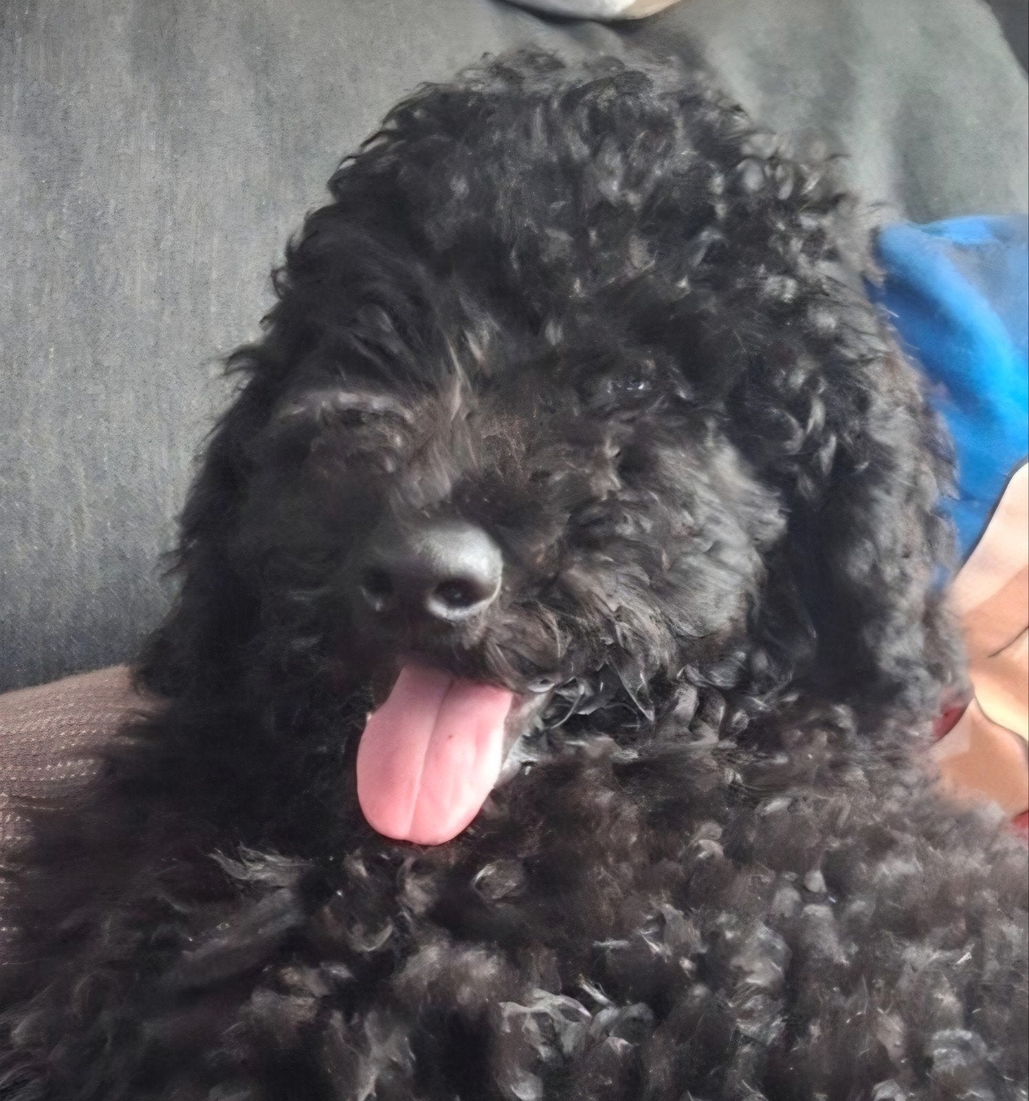 pup bijna  5 maanden zoekt rustig huisje, Dieren en Toebehoren, 15 weken tot 1 jaar, Reu, CDV (hondenziekte), Groot
