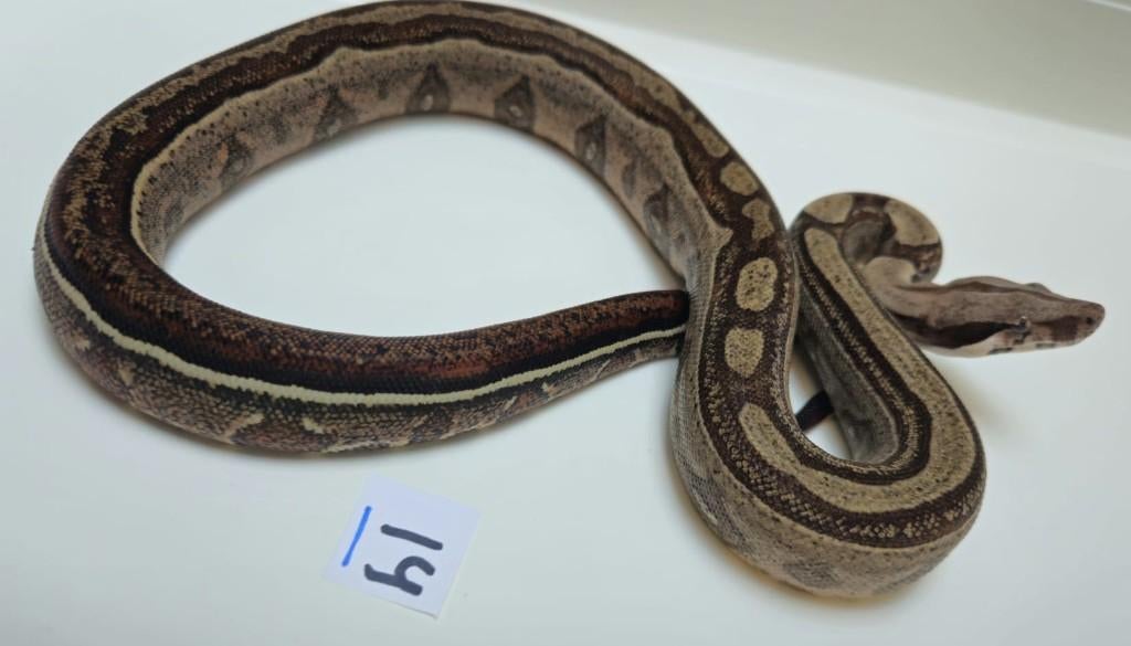 Boa Motley poss jungle 66% VPI 66% Leopard, Slang, 0 tot 2 jaar