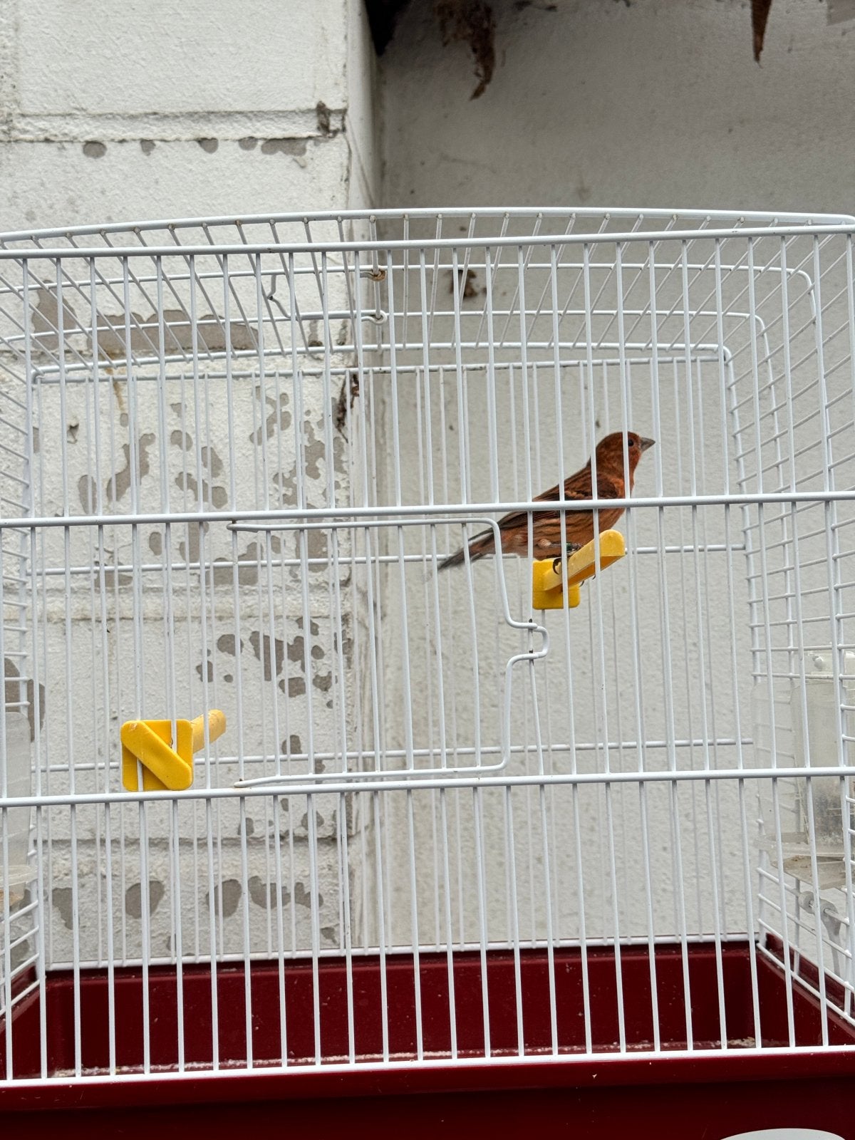 kanarie F1 Kapoetsensijs, Dieren en Toebehoren, Meerdere dieren, Kleurkanarie