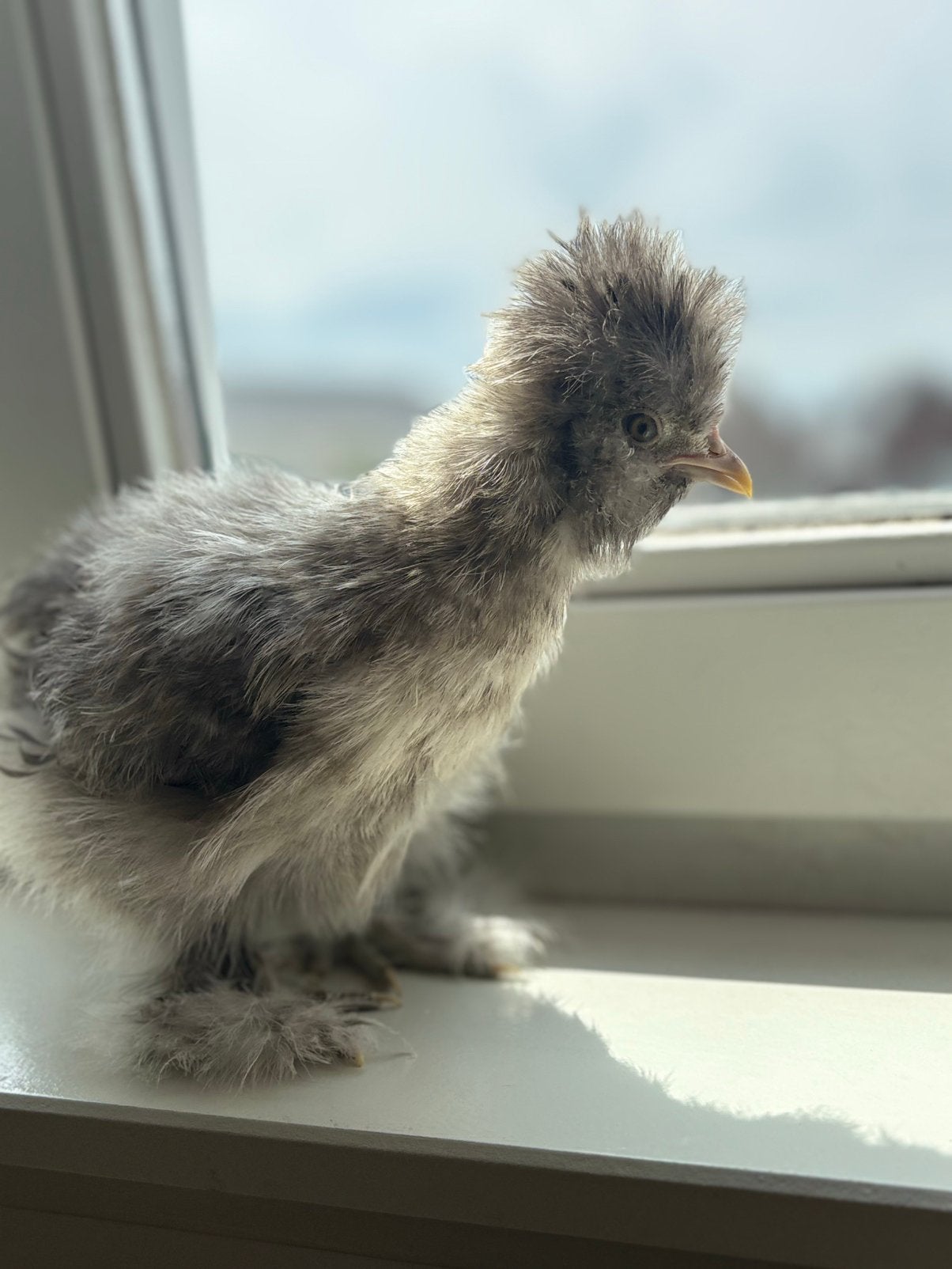 Zijdehoentje, Dieren en Toebehoren, Pluimvee, Kip, Mannelijk
