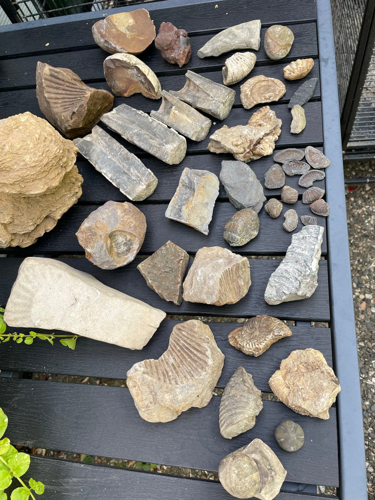 Diverse collectie fossielen en mineralen, Verzamelen, Ophalen of Verzenden, Fossiel