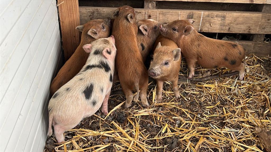 Mini varkens, Meerdere dieren, Varken, 0 tot 2 jaar