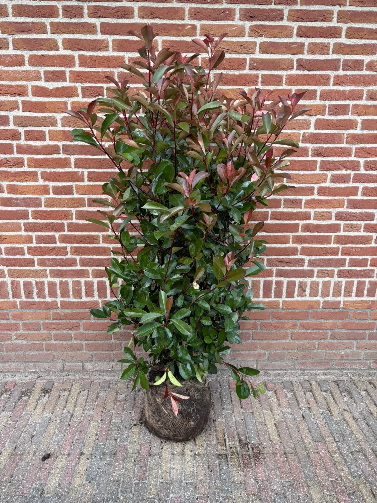 Photinia red robin. Glansmispel verschillende maten, Ophalen of Verzenden, Overige soorten, 100 tot 250 cm