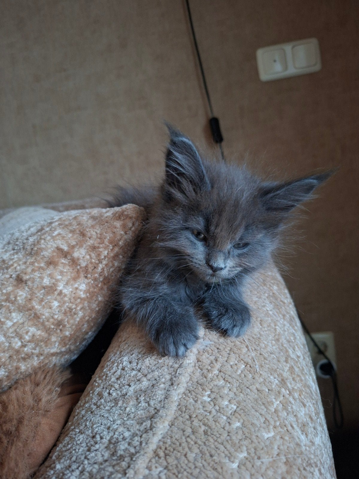 meancoon kittens 2 vrouwtjes,solit bleu, Poes