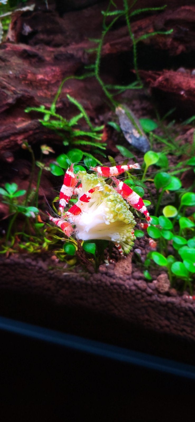 crystal red shrimps garnalen ACTIE, Dieren en Toebehoren, Kreeft, Krab of Garnaal, Zoetwatervis, Schoolvis