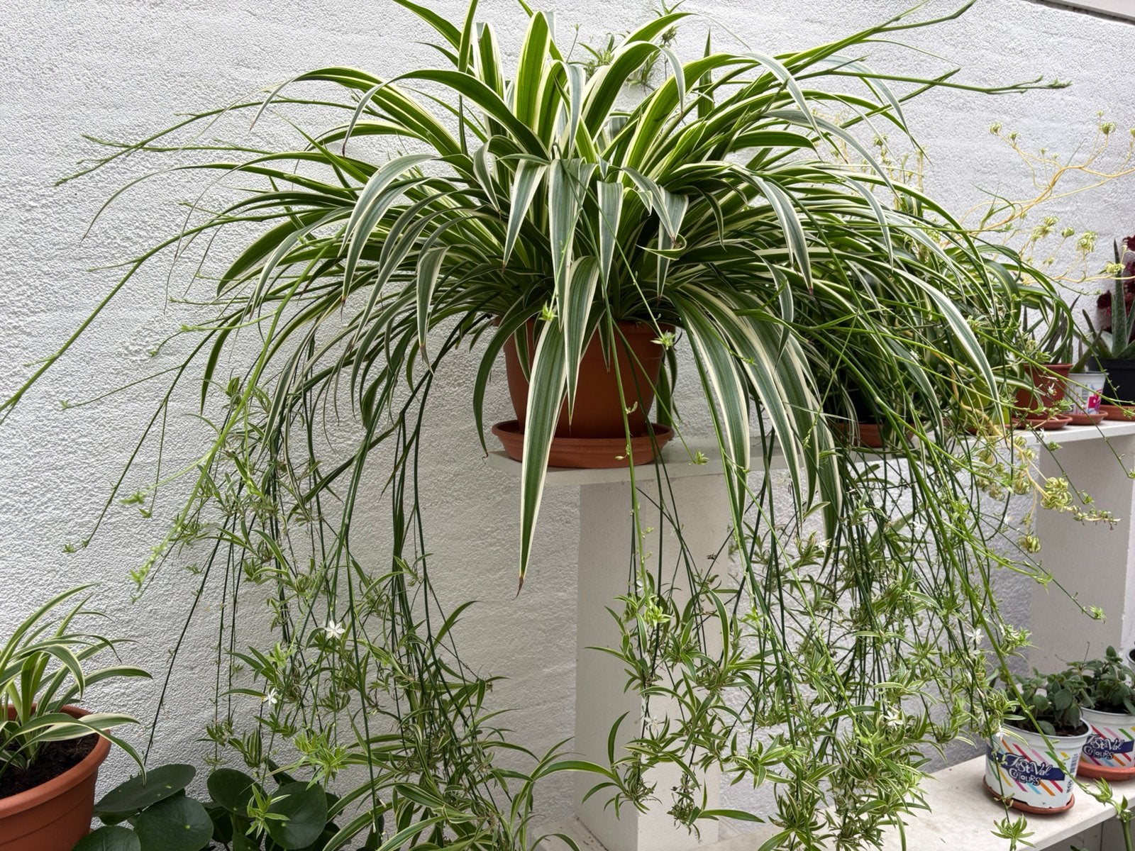 Super grote graslelie met erg veel kleintjes, Huis en Inrichting, Kamerplanten, Ophalen, Halfschaduw, Minder dan 100 cm