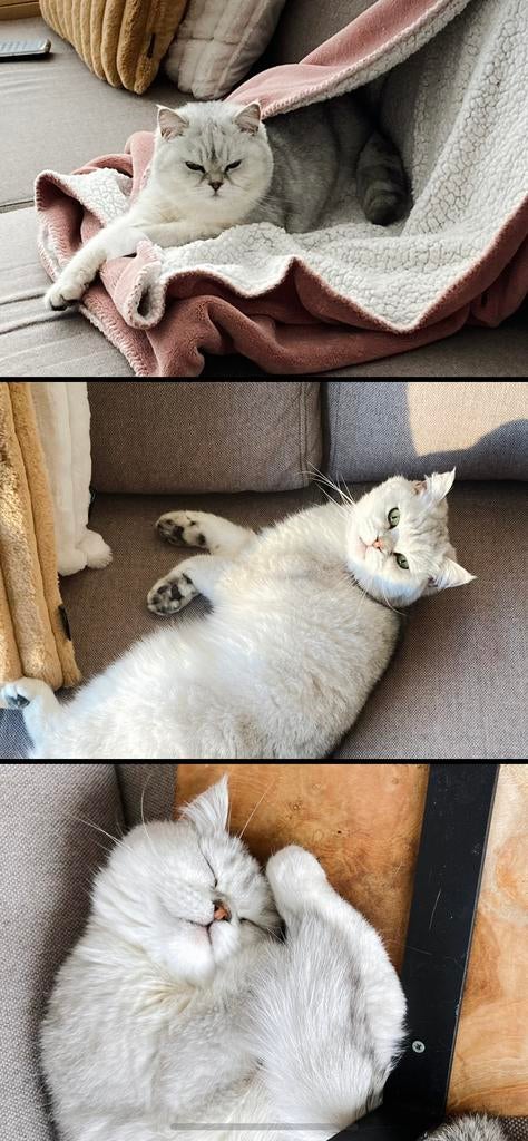 Brits korthaar herplaatsing, Poes