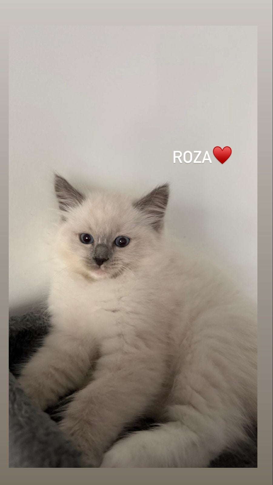 Mooie Ragdoll kitten (poesje)