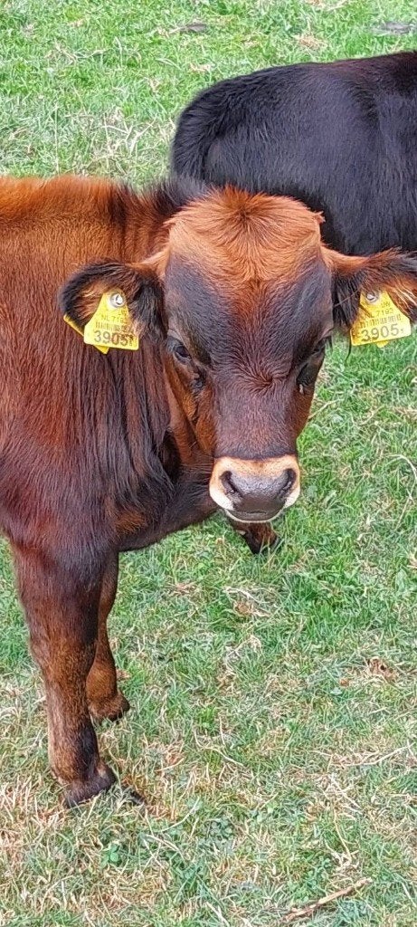 Dahomey stiertje, Dieren en Toebehoren, Runderen, Mannelijk, 0 tot 2 jaar