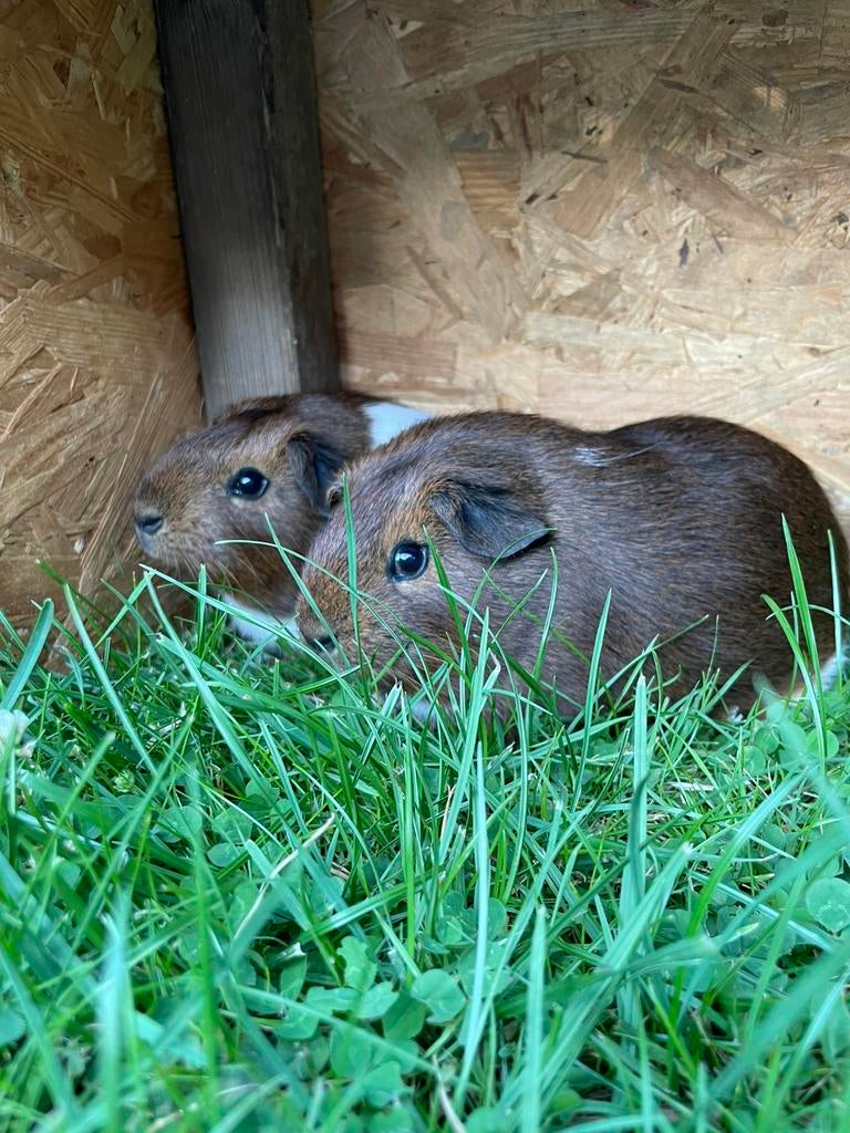 Cavia zeugjes, Dieren en Toebehoren, Cavia, Juni, Vrouwelijk, Tam