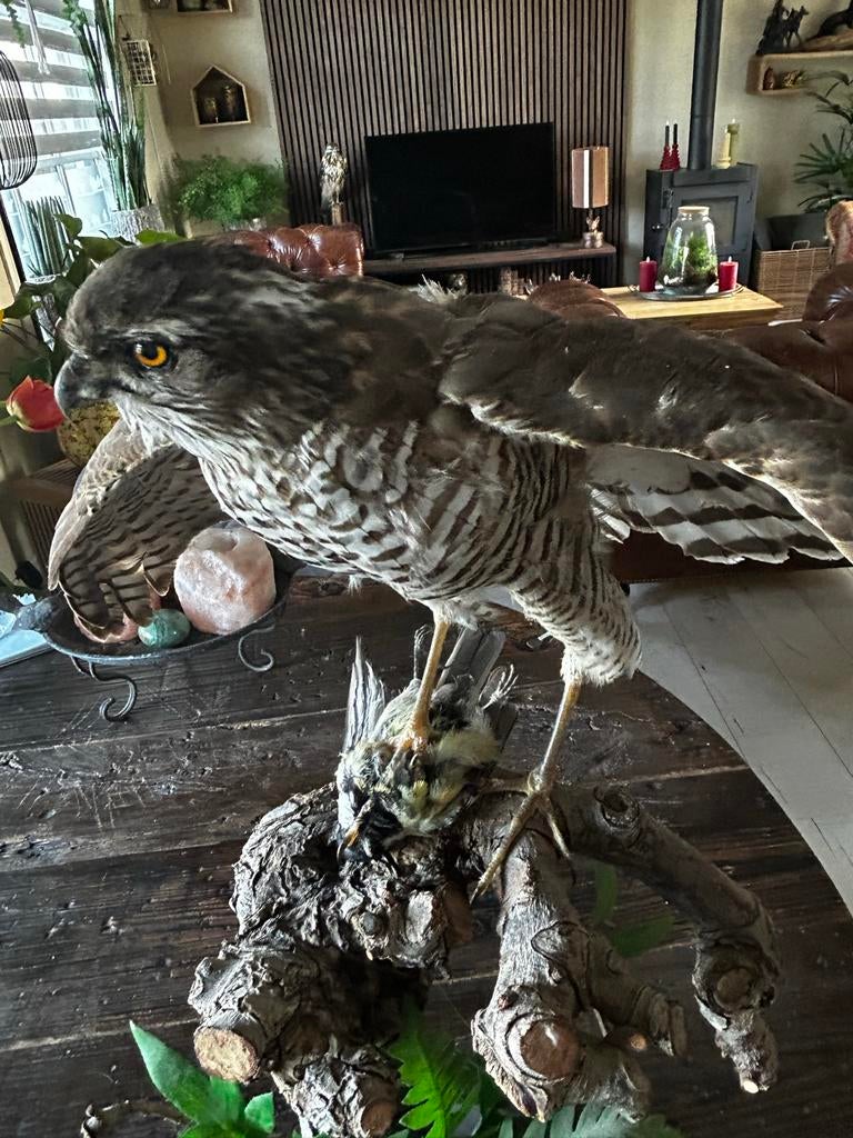 Opgezette Sperwer - Prachtig exemplaar, Ophalen, Gebruikt, Vogel, Opgezet dier