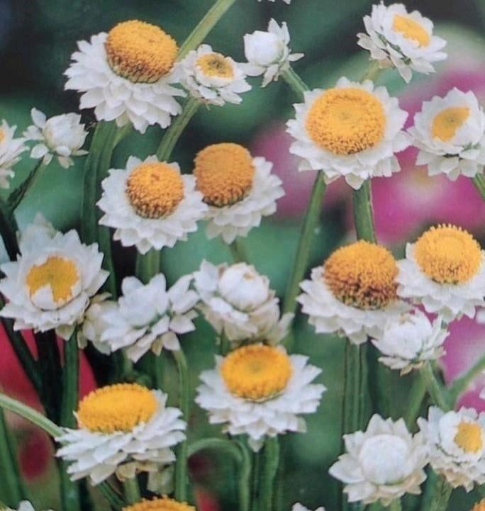 Zaden Zandbloem/Papierknopje - Ammobium alatum, Verzenden, Voorjaar, Volle zon, Zaad