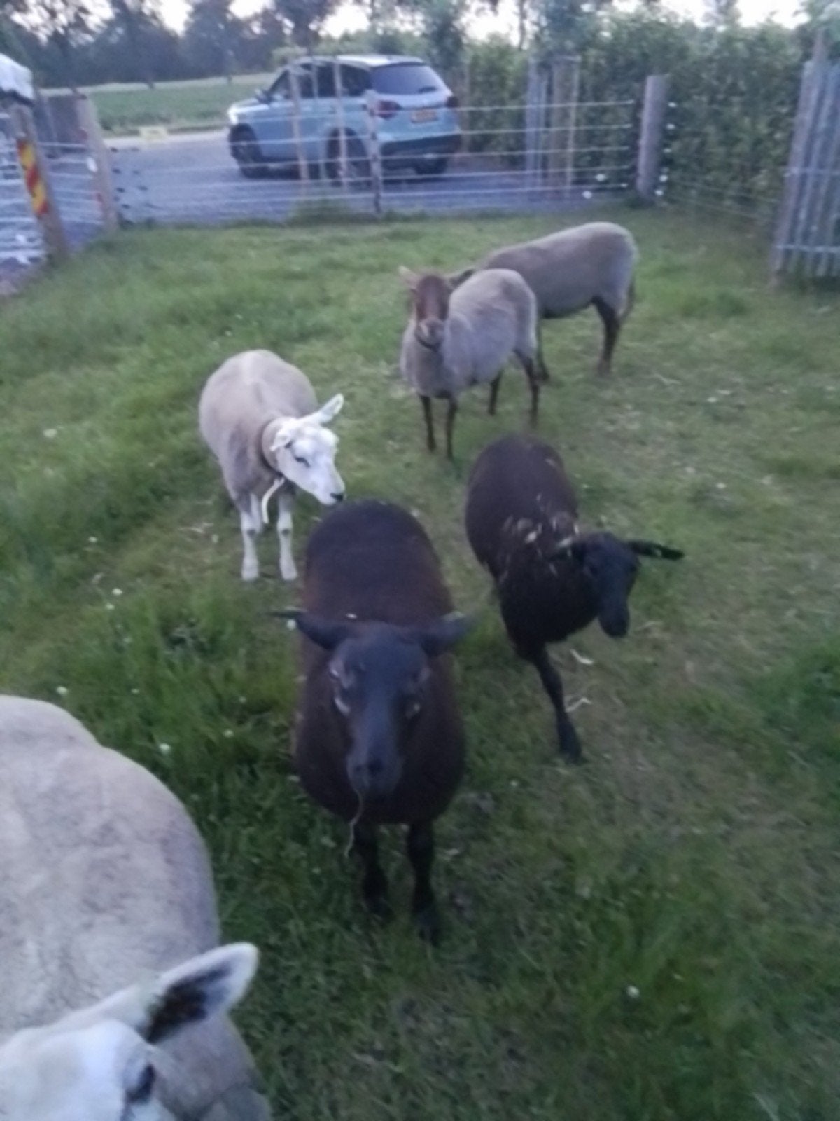 2 makke Sologne ooien,1 ooilam1 ramlam,1 ooilam zwartbles, Vrouwelijk, Schaap
