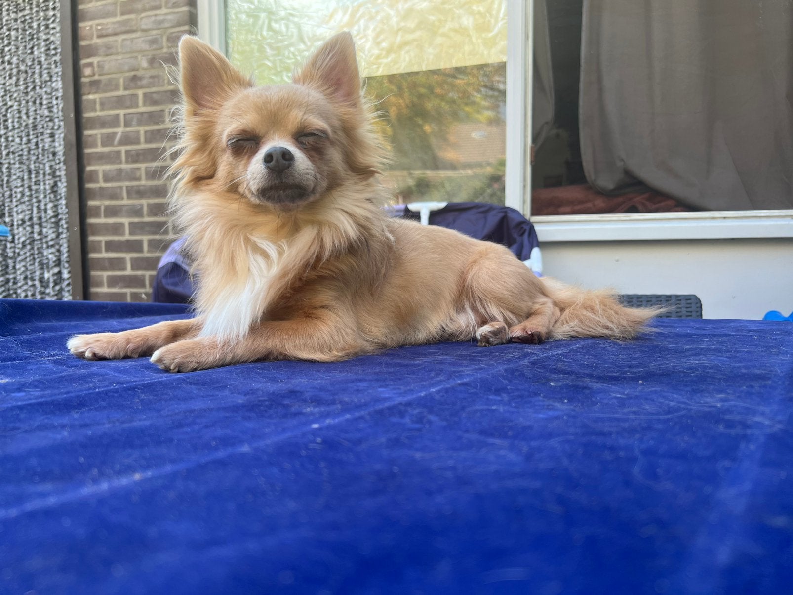 Dekreu lilac Chihuahua., Dieren en Toebehoren, Parvo, Reu, Eén hond, 3 tot 5 jaar