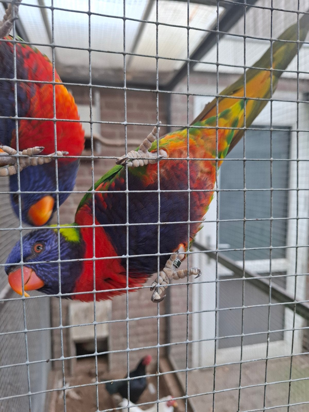Tekoop loris van de blauwe bergen, Dieren en Toebehoren, Meerdere dieren, Parkiet