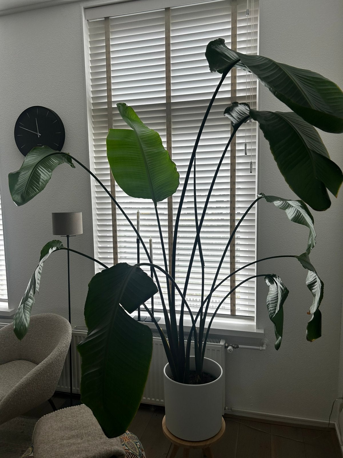 Strelitzia nicolai inclusief sierpot., Huis en Inrichting, Kamerplanten, Ophalen, 100 tot 150 cm, Overige soorten, Halfschaduw