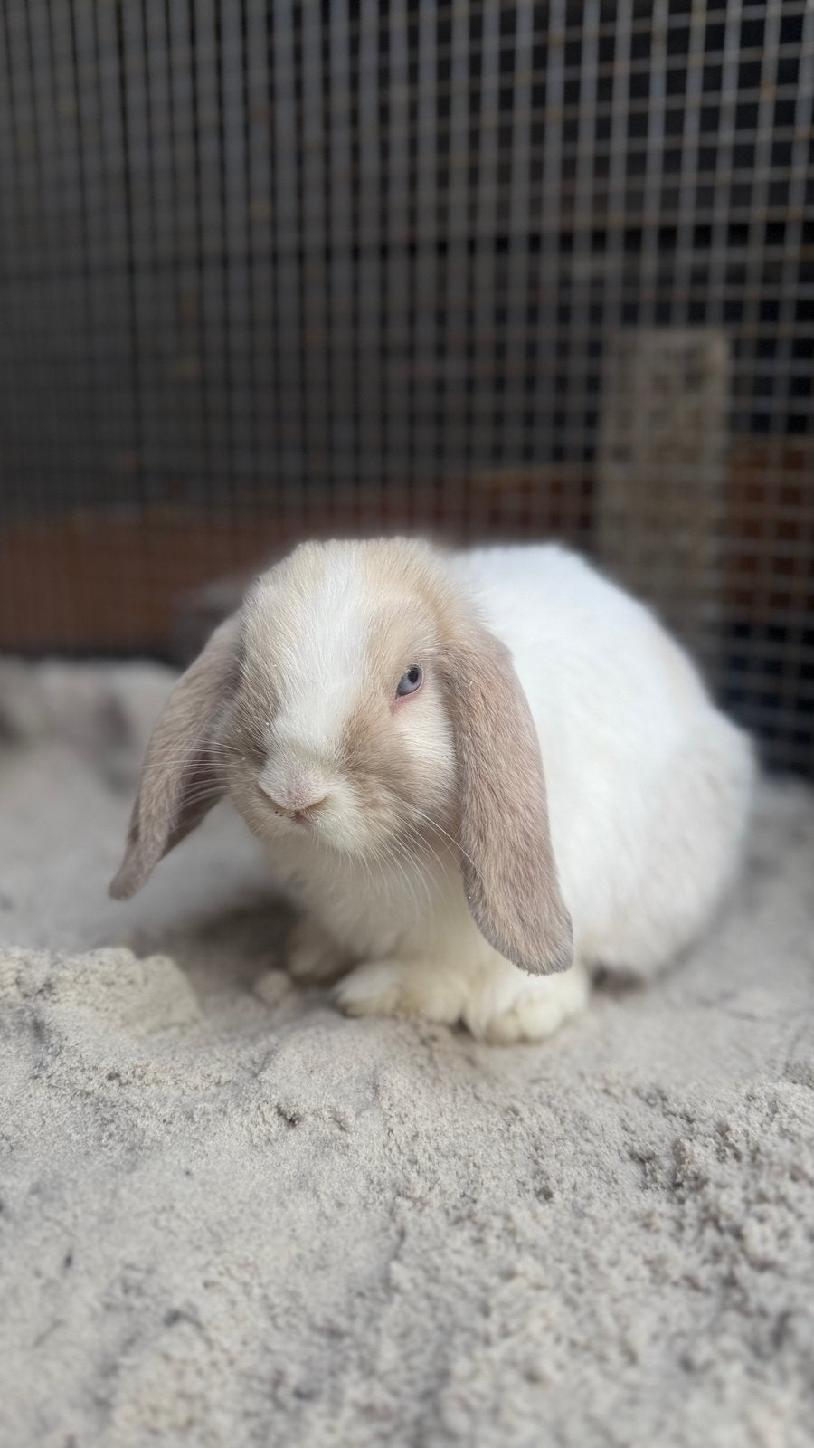 Minilop konijntje voedster Pipa zoekt een nieuw huisje., Vrouwelijk, Dwerg