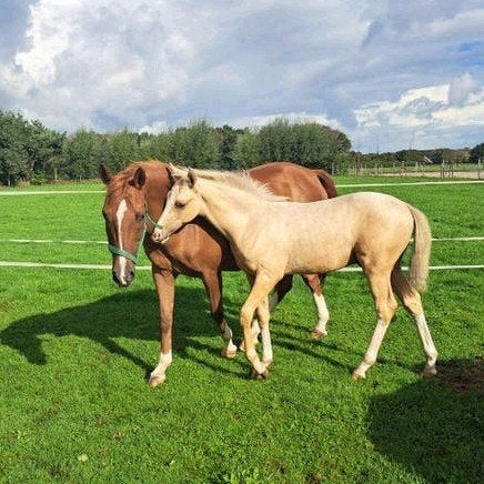 Mooi palomino veulen, Dieren en Toebehoren, Met stamboom, Niet van toepassing, 0 tot 2 jaar, Hengst