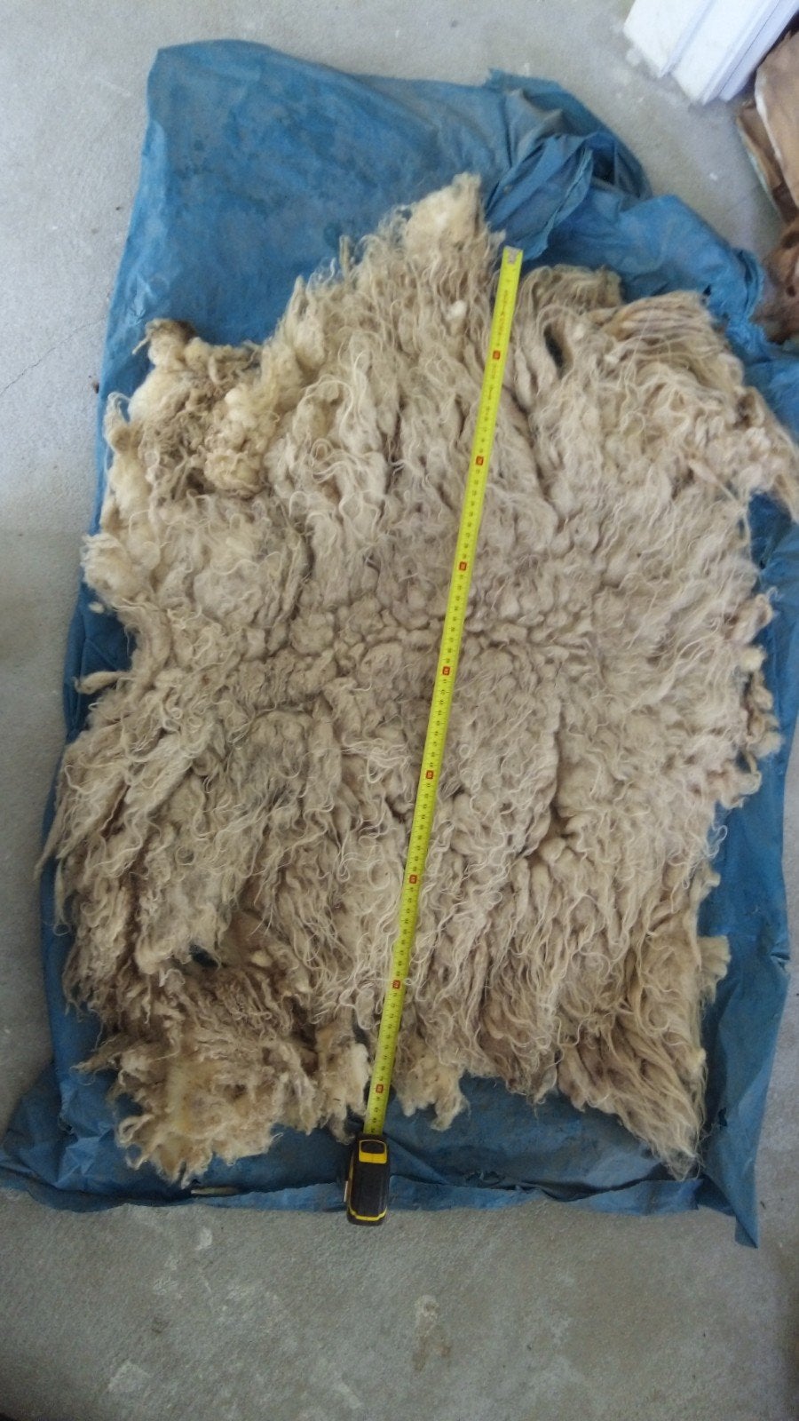 Mooie krullerige witte schapenvacht onbewerkt, Hobby en Vrije tijd, Spinnewielen en Spinnen, Ophalen, Spinwol