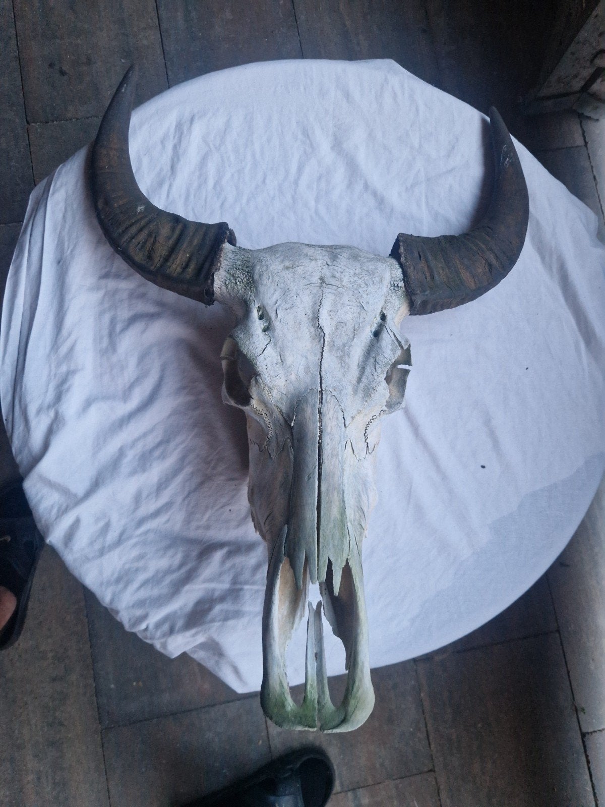buffalo schedel, Ophalen, Schedel