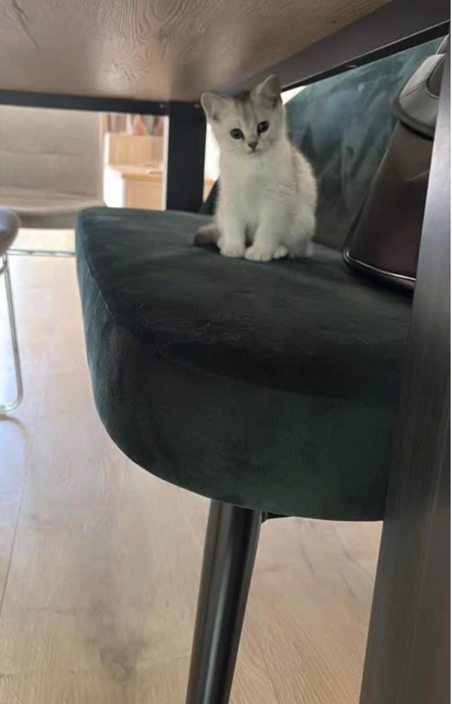Britse Korthaar Katertje Kitten, Dieren en Toebehoren, Katten en Kittens | Raskatten | Korthaar, Kater, Met stamboom, 0 tot 2 jaar