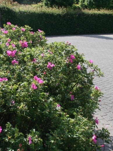 Rosa rugosa, Rimpelroos, Roze, paardvriendelijk, Ophalen of Verzenden, Overige soorten, Struik, Minder dan 100 cm