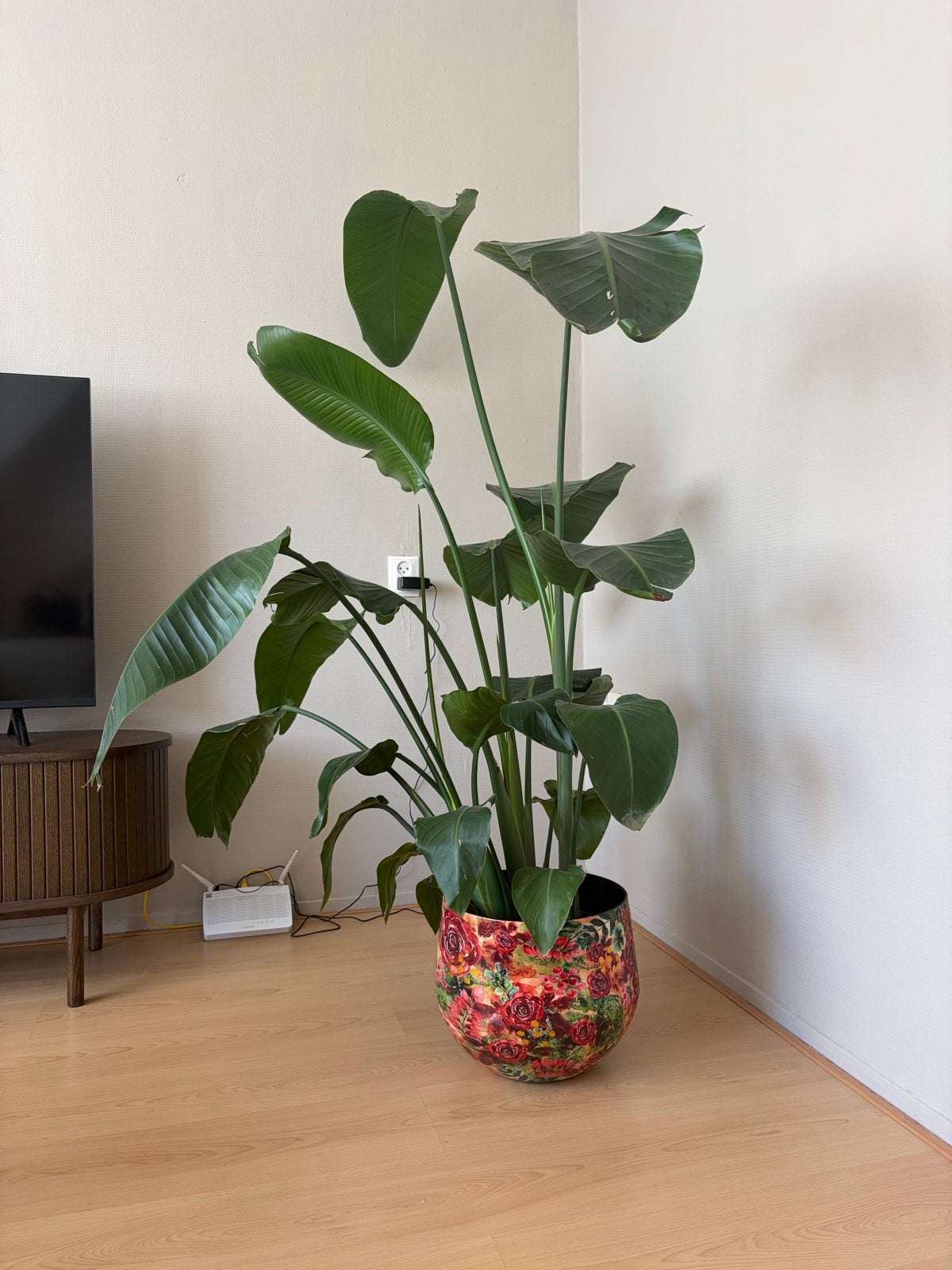 Grote Strelitzia plant met mooie pot, Ophalen, Overige soorten, In pot, 150 tot 200 cm