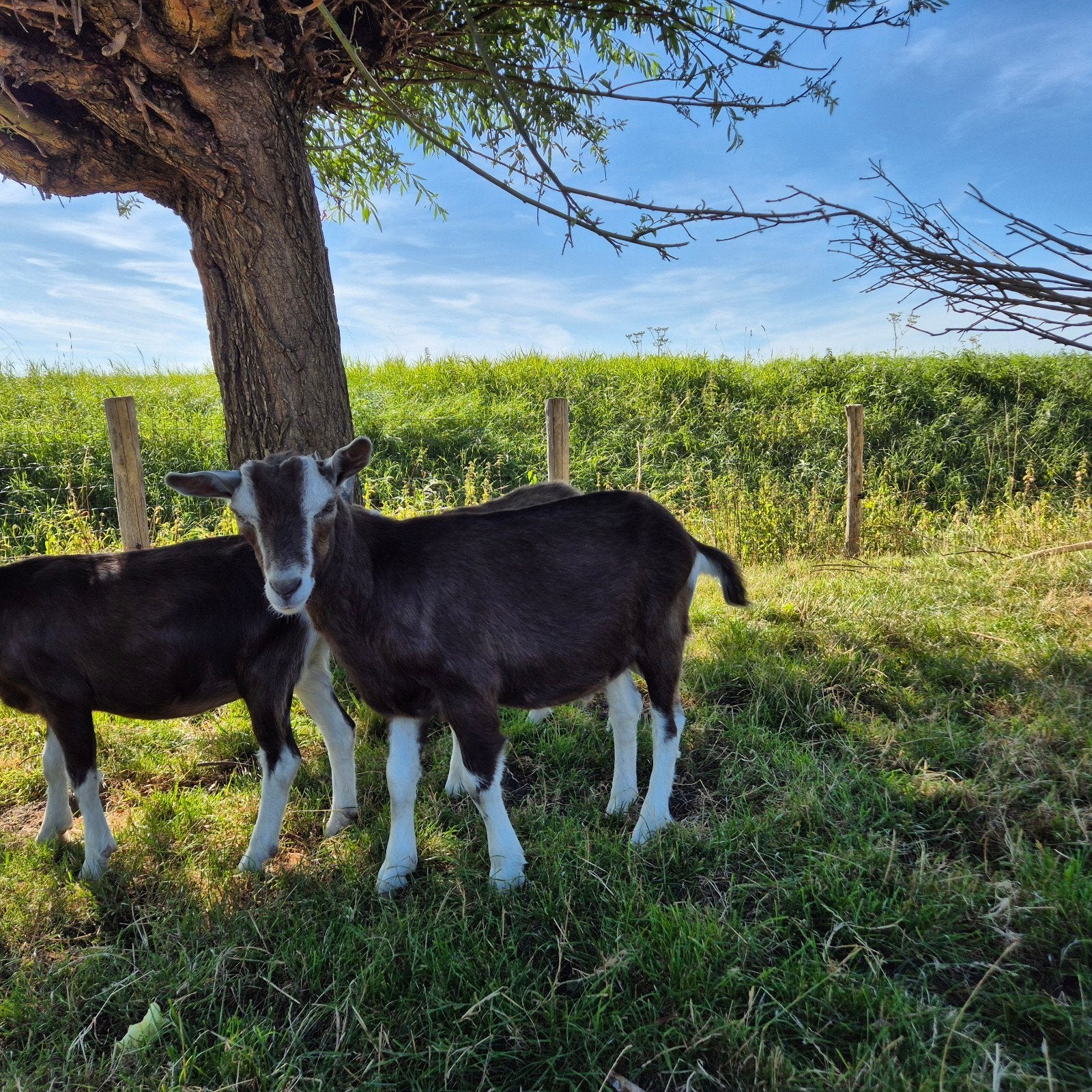 toggenburger bok donkerbruin hoornloos, Dieren en Toebehoren, Mannelijk, Geit