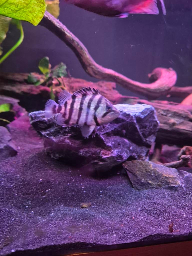 datnioides polata, Dieren en Toebehoren, Vissen | Aquariumvissen, Vis
