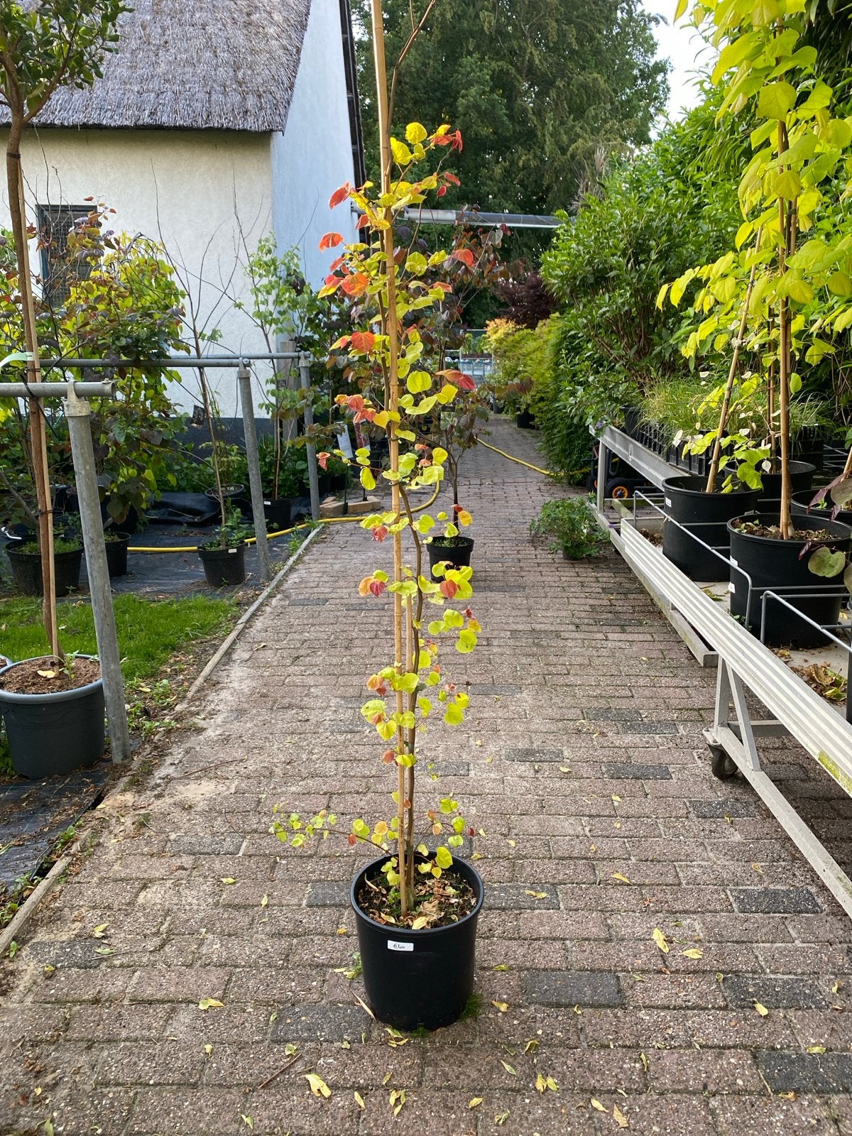Cercis Eternal Flame - Judasboom met vlammend blad, Tuin en Terras, Ophalen, Overige soorten, Struik, 100 tot 250 cm