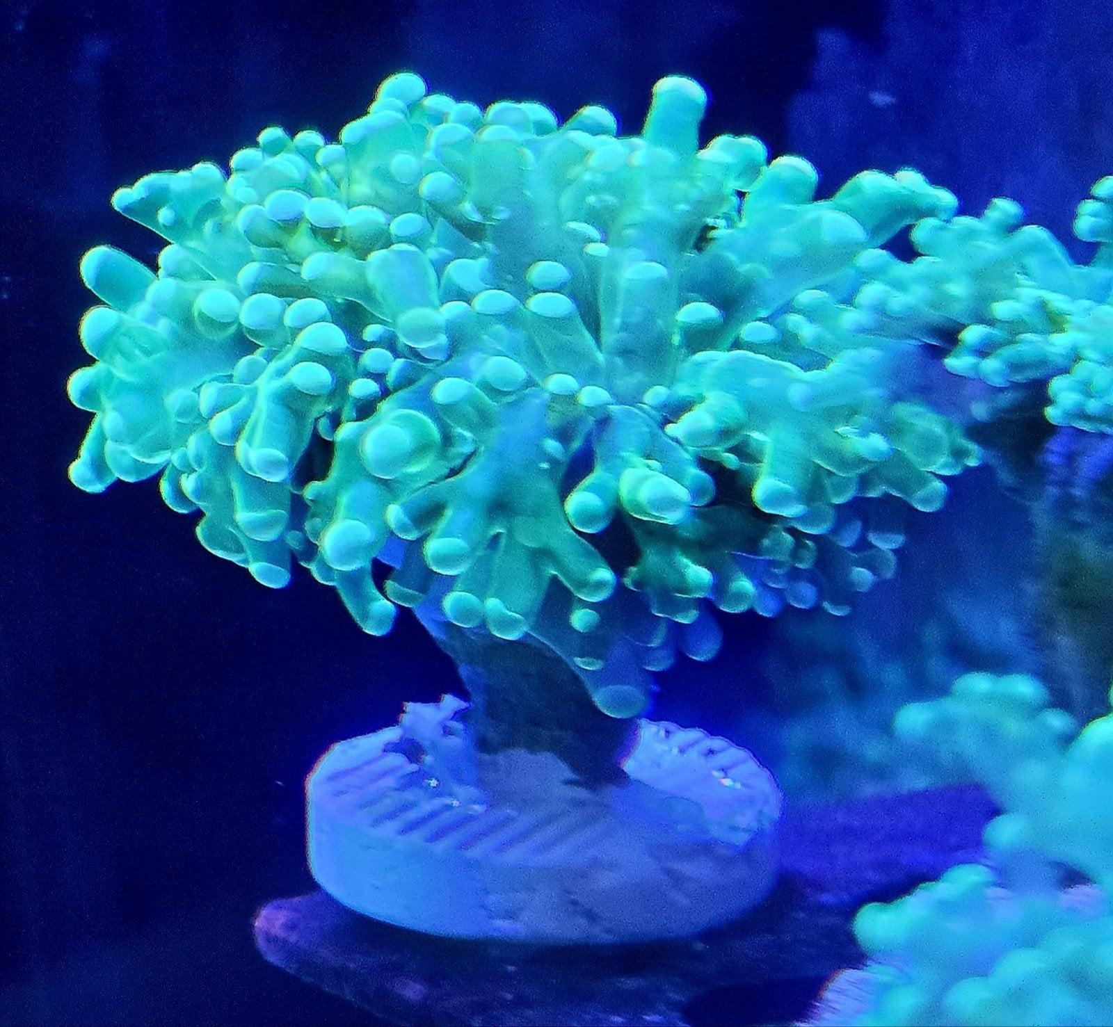 koralen tekoop leders stekken stekjes zeeaquarium wieren, Overige typen, Zoutwatervis