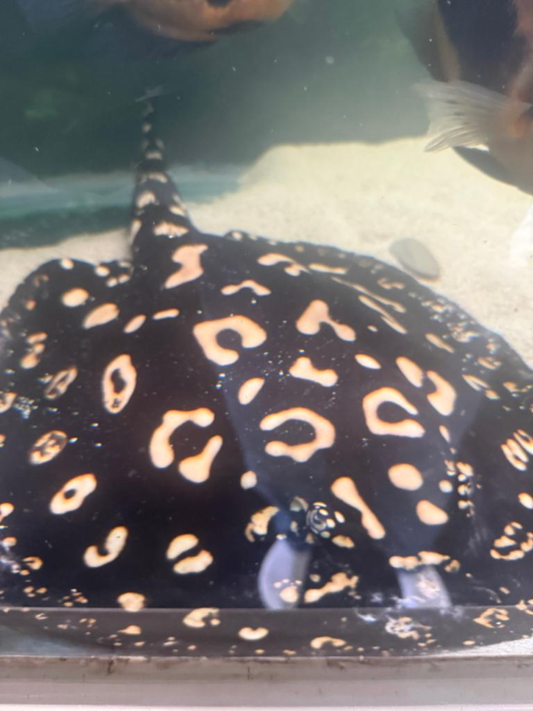 potamotrygon black diamond bewezen koppel, Dieren en Toebehoren, Vis