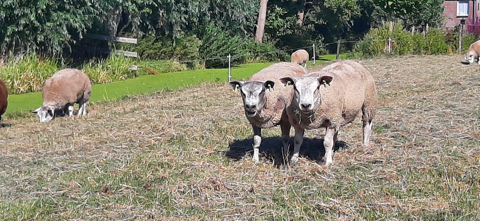 Mooie dek rammen, Dieren en Toebehoren, Schapen, Geiten en Varkens, Mannelijk, Schaap