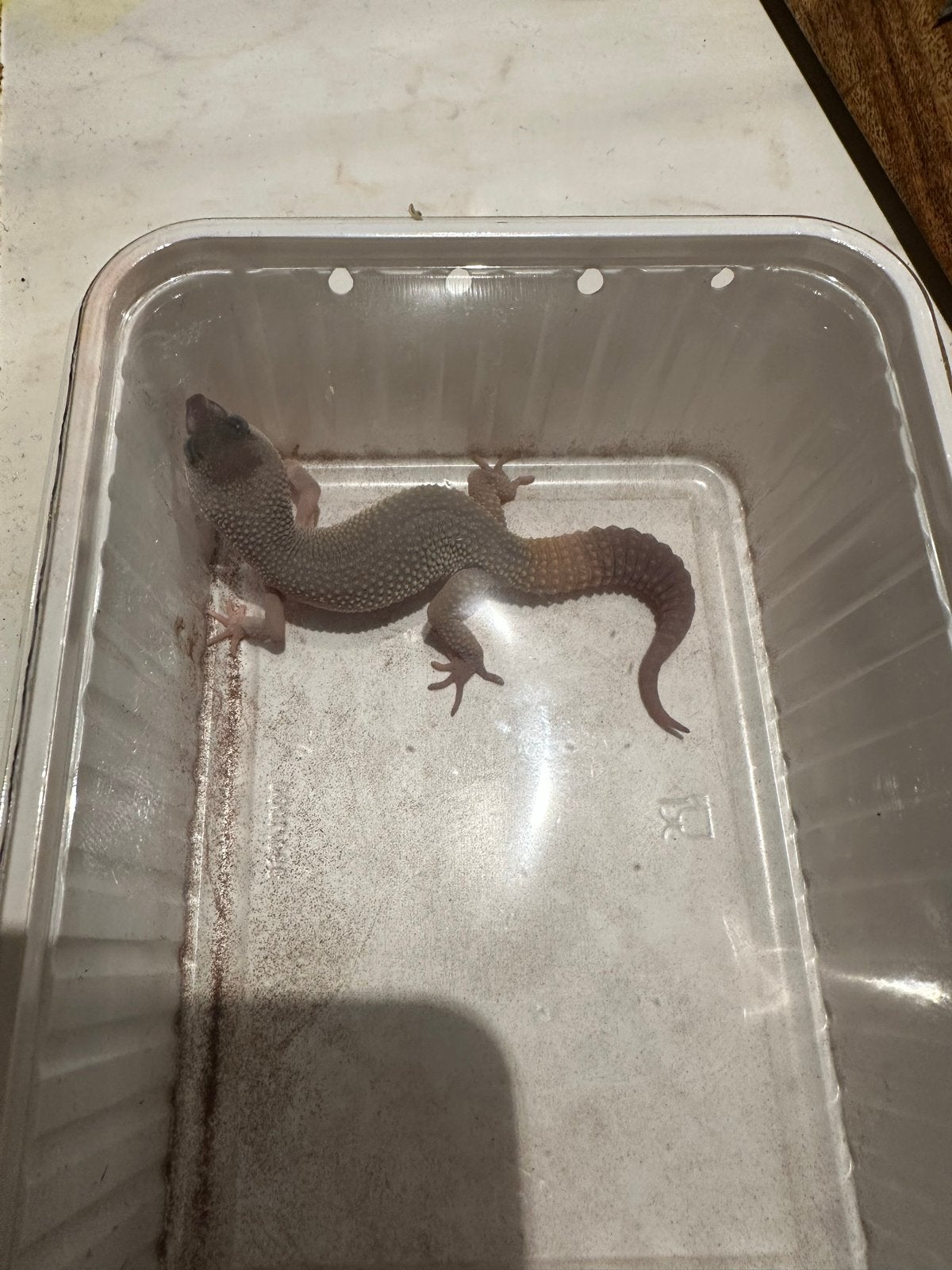 Luipaard gekko 1.0 blizzard murphy patterles Leopard Gecko - male for sale from wes