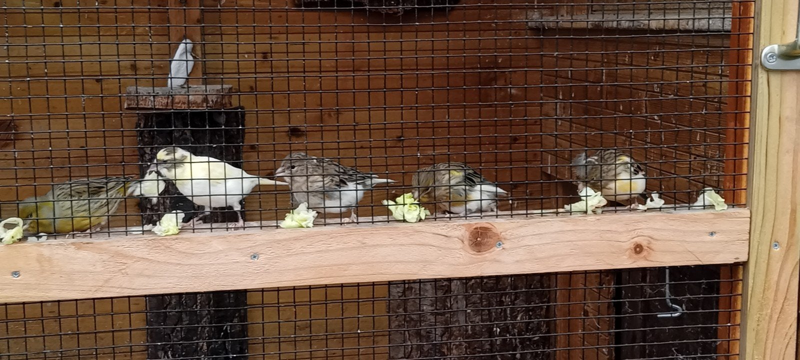 4 jonge kanaries van dit jaar., Dieren en Toebehoren, Vogels | Overige Vogels, Meerdere dieren