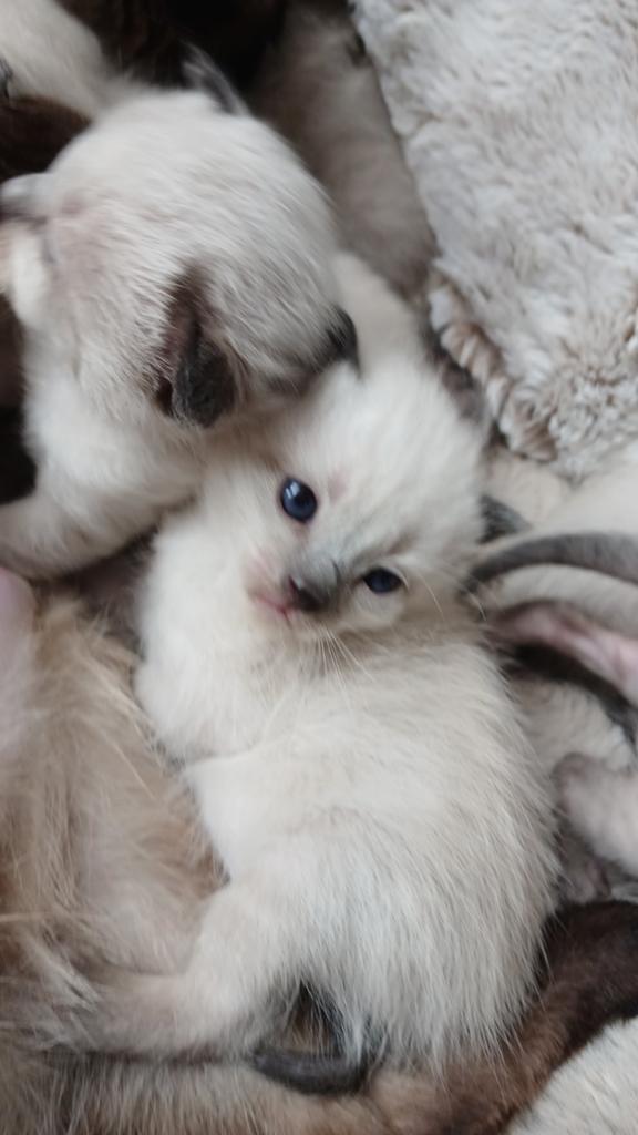 Ragdoll kittens, Meerdere dieren, Ontwormd, 0 tot 2 jaar