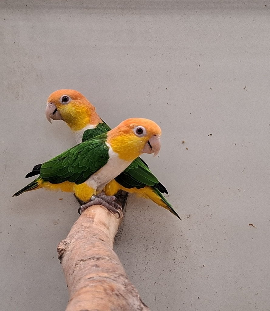 Roestkop Caique pop te koop, Dieren en Toebehoren, Vrouwelijk, Papegaai, Geringd