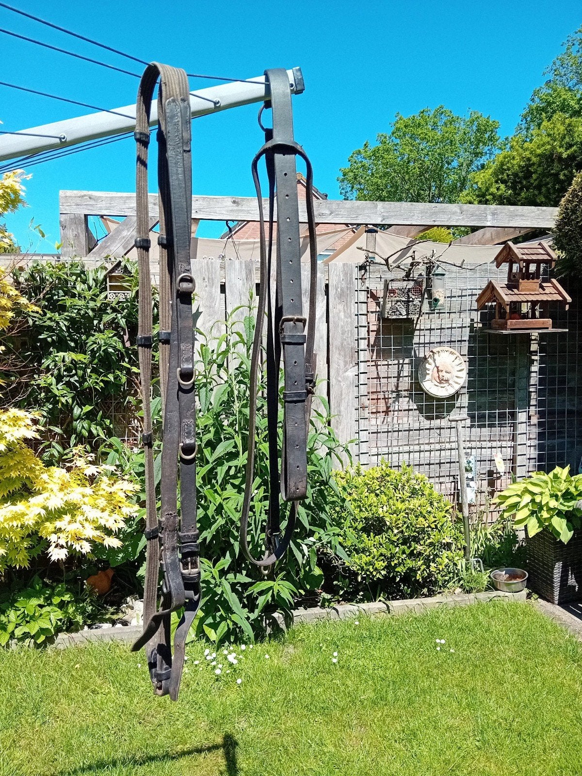 Tiedemanteugel, Dieren en Toebehoren, Ophalen of Verzenden