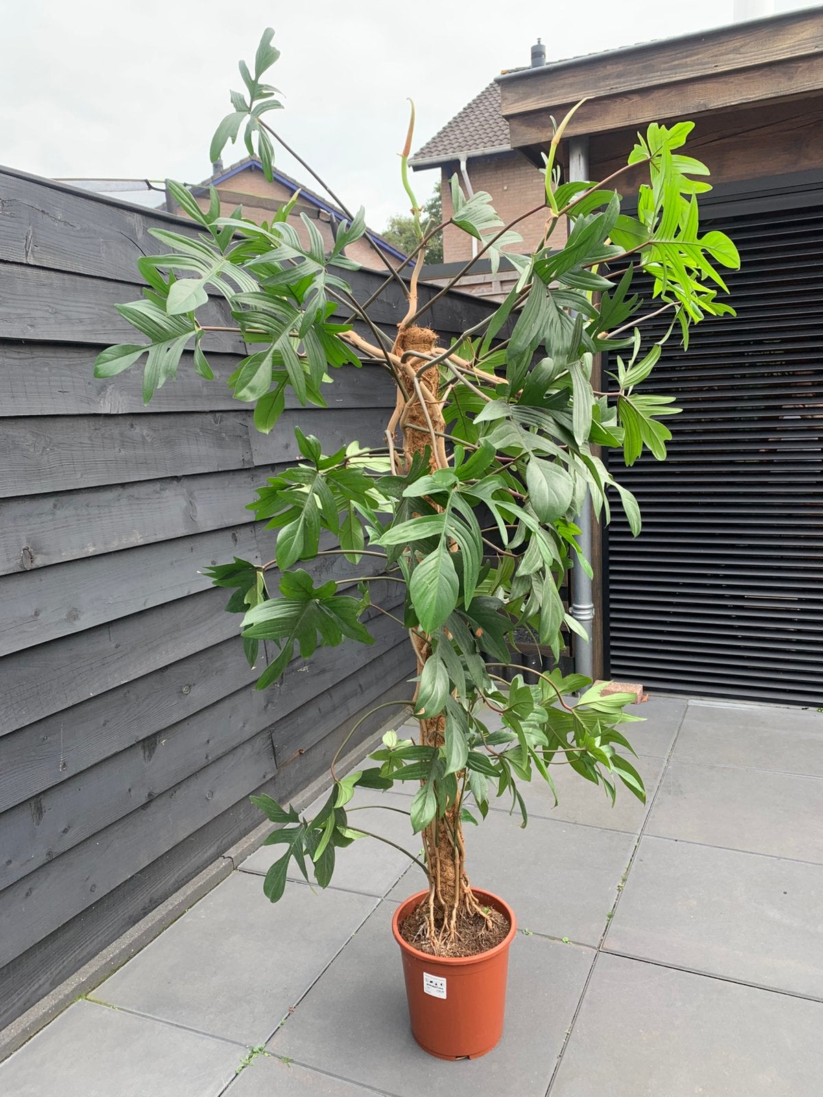 Philodendron pedatum mosstok, Ophalen, Bloeit niet, Halfschaduw, Overige soorten