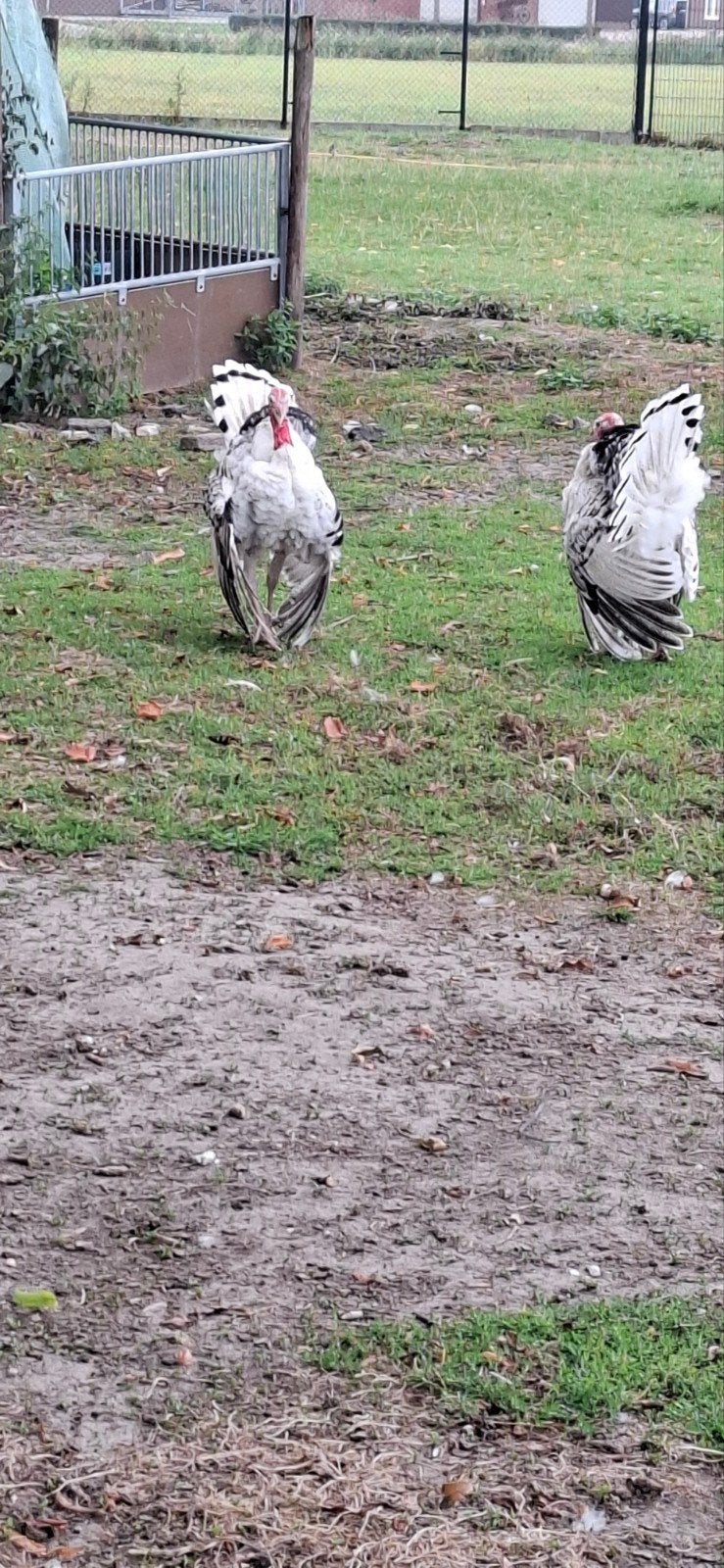 kalkoen haan, Dieren en Toebehoren, Pluimvee, Mannelijk, Kalkoen