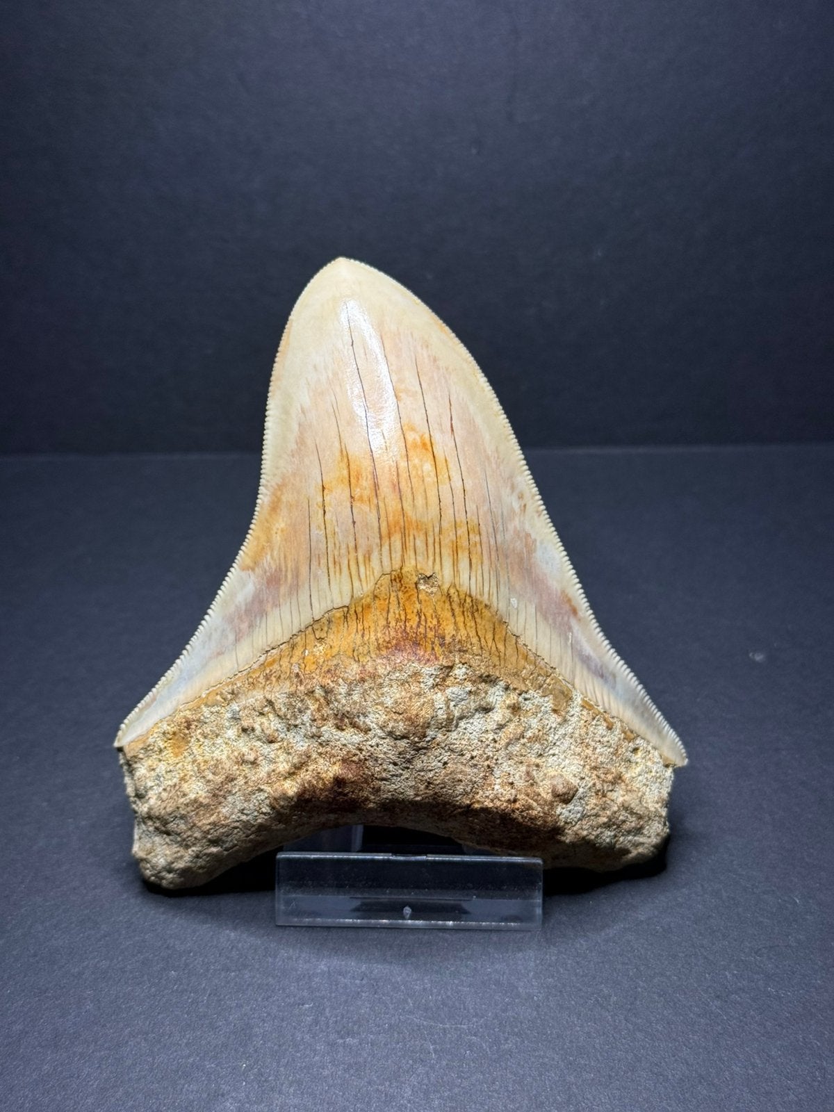 Mooi gekleurde megalodon haaientand Indonesie, Ophalen of Verzenden, Fossiel