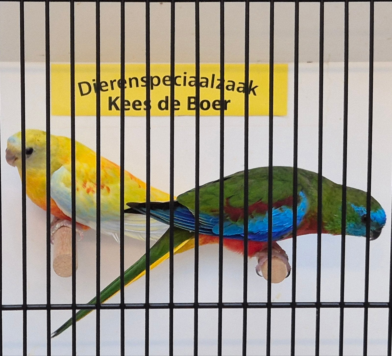 koppel turquoisine parkieten roodbuik x geel, Meerdere dieren, Parkiet